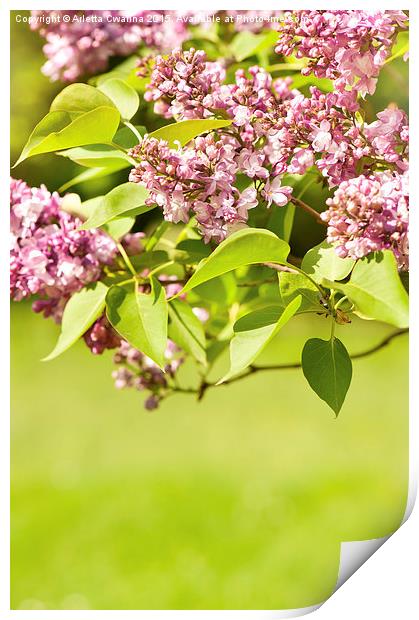 Flowering Lilac vibrant pink Print by Arletta Cwalina