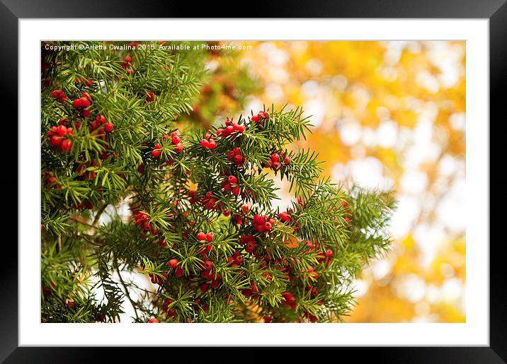 Yew red fruits bunch grow Framed Mounted Print by Arletta Cwalina