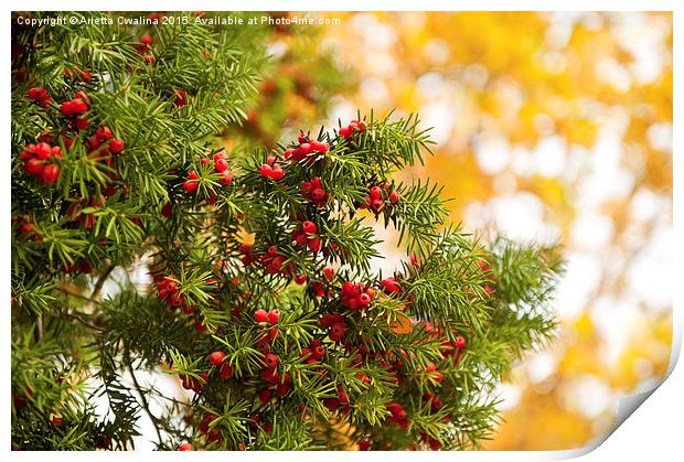 Yew red fruits bunch grow Print by Arletta Cwalina
