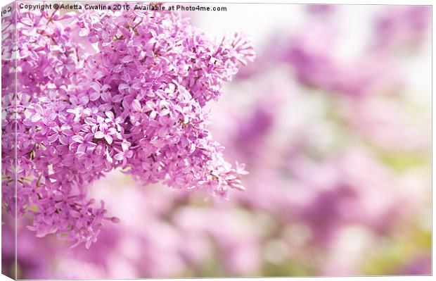 Lilac vibrant pink inflorescence Canvas Print by Arletta Cwalina