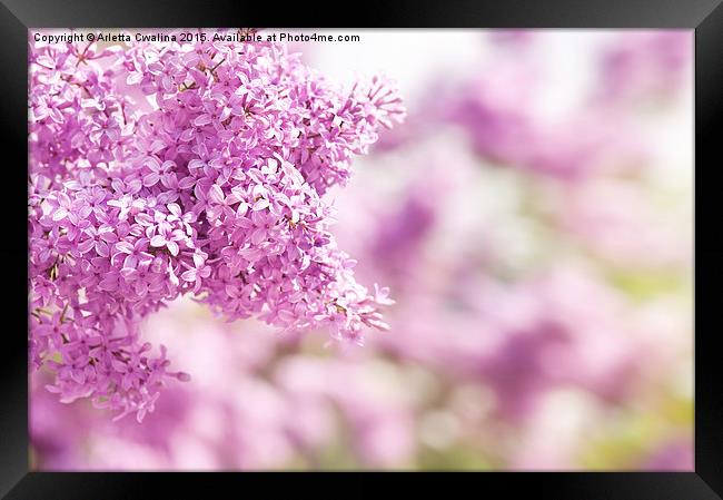 Lilac vibrant pink inflorescence Framed Print by Arletta Cwalina