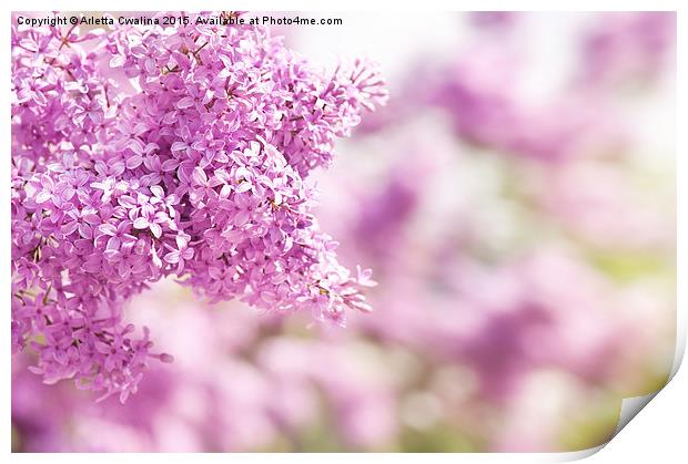 Lilac vibrant pink inflorescence Print by Arletta Cwalina