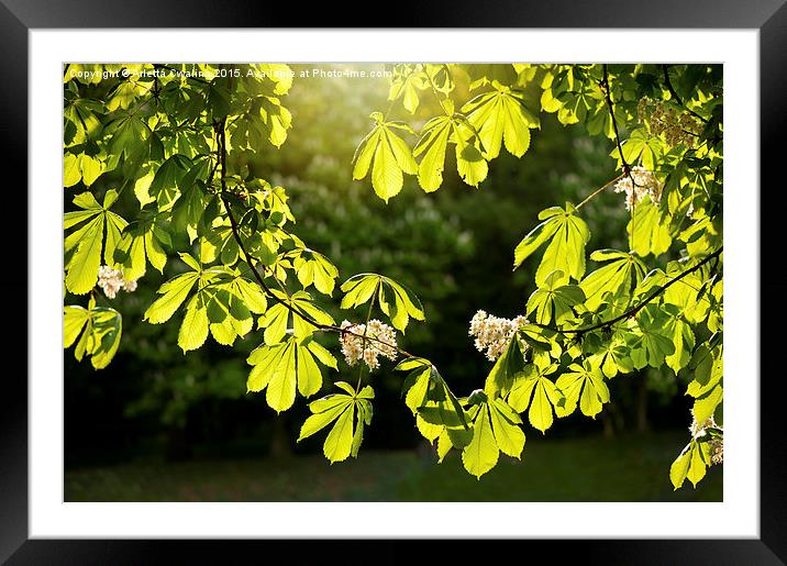 Flowering Aesculus horse chestnut Framed Mounted Print by Arletta Cwalina