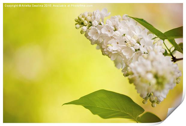 Lilac white flowers bloom bright Print by Arletta Cwalina