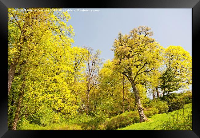 spring trees foliage vibrant nature Framed Print by Arletta Cwalina