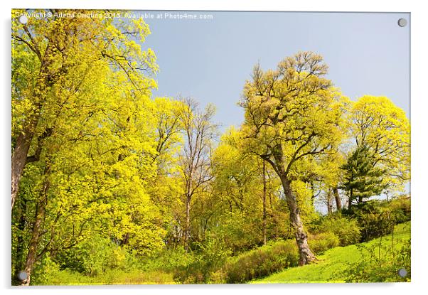 spring trees foliage vibrant nature Acrylic by Arletta Cwalina