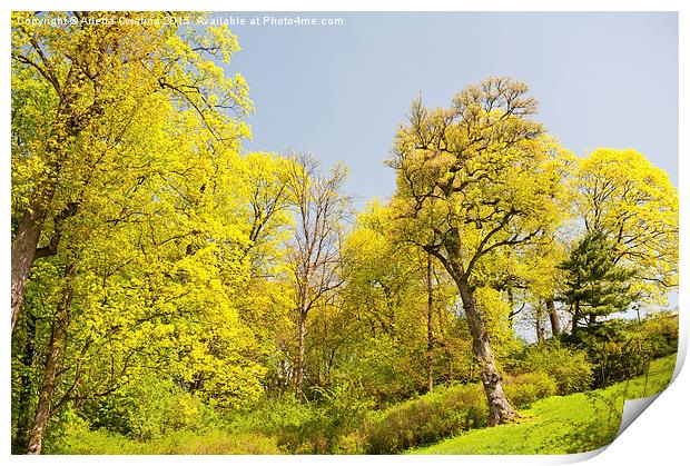spring trees foliage vibrant nature Print by Arletta Cwalina