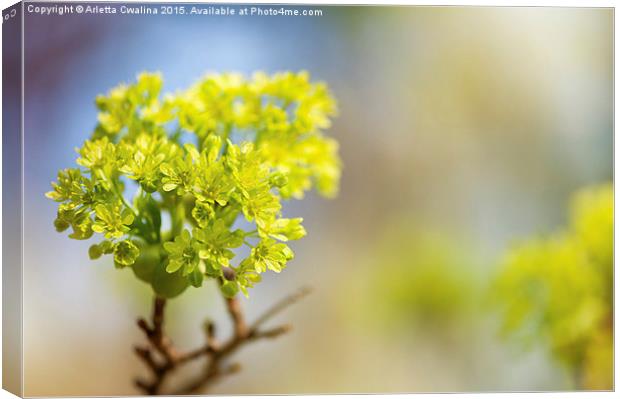 Acer blooming twig detail Canvas Print by Arletta Cwalina