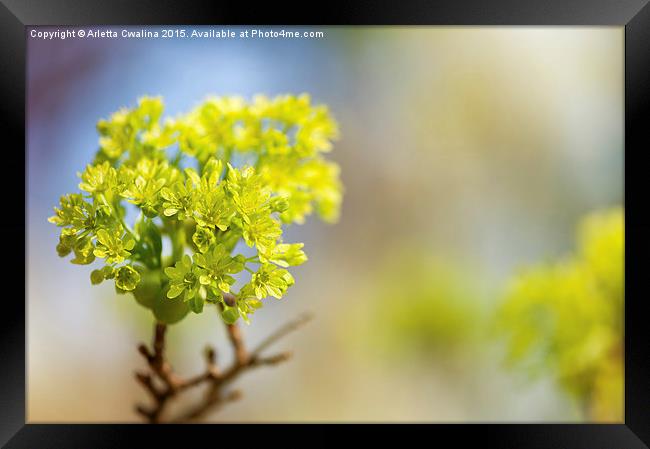 Acer blooming twig detail Framed Print by Arletta Cwalina