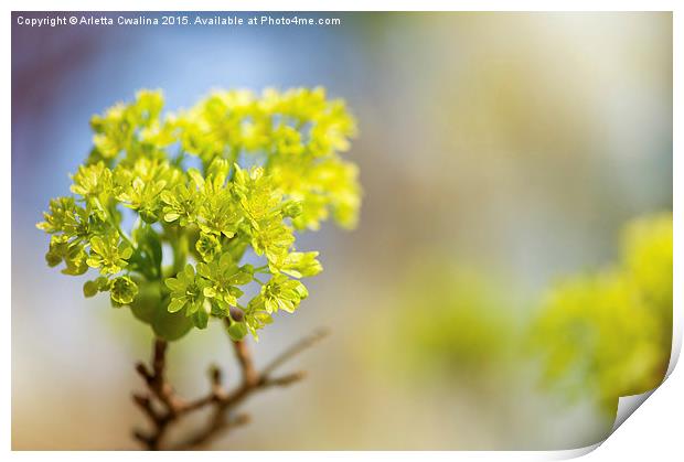 Acer blooming twig detail Print by Arletta Cwalina