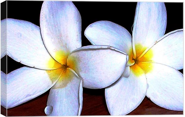  Two Tropical Flowers  Canvas Print by james balzano, jr.