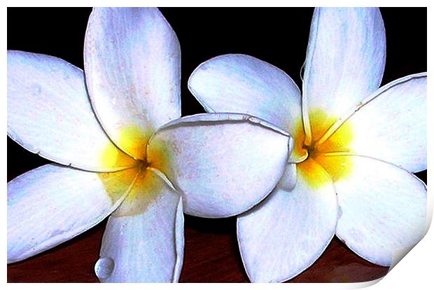  Two Tropical Flowers  Print by james balzano, jr.