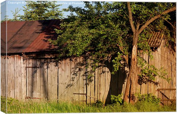 Abandoned old wooden shack Canvas Print by Arletta Cwalina