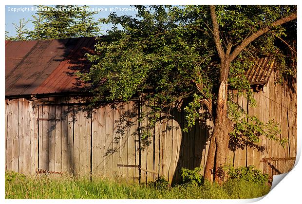 Abandoned old wooden shack Print by Arletta Cwalina