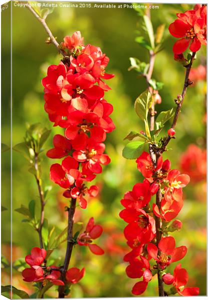 Chaenomeles shrub red flowering Canvas Print by Arletta Cwalina