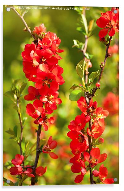 Chaenomeles shrub red flowering Acrylic by Arletta Cwalina