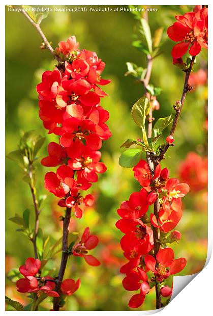 Chaenomeles shrub red flowering Print by Arletta Cwalina