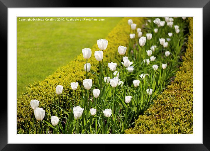 White tulips in buxus arrangement Framed Mounted Print by Arletta Cwalina