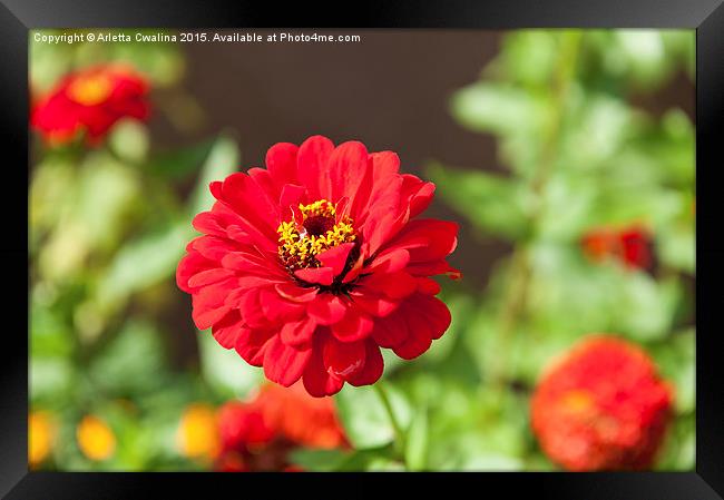 Red single Zinnia flowering Framed Print by Arletta Cwalina