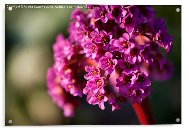 Pink Bergenia flowering plant Acrylic by Arletta Cwalina