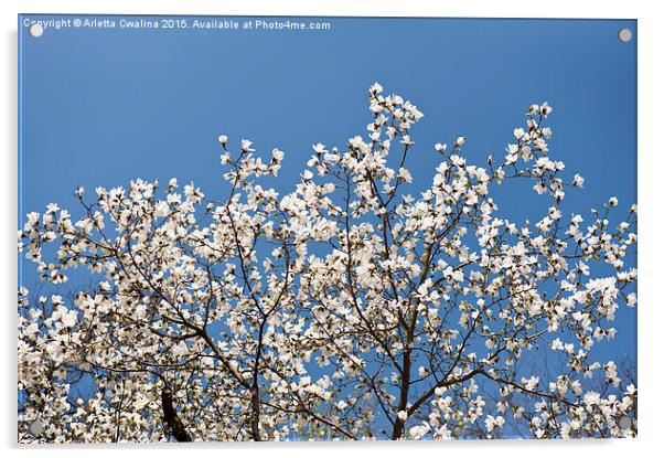 White Magnolia blossoms bunch Acrylic by Arletta Cwalina