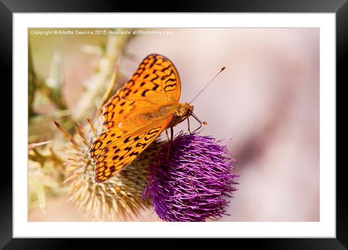 Fabriciana adippe butterfly sitting  Framed Mounted Print by Arletta Cwalina