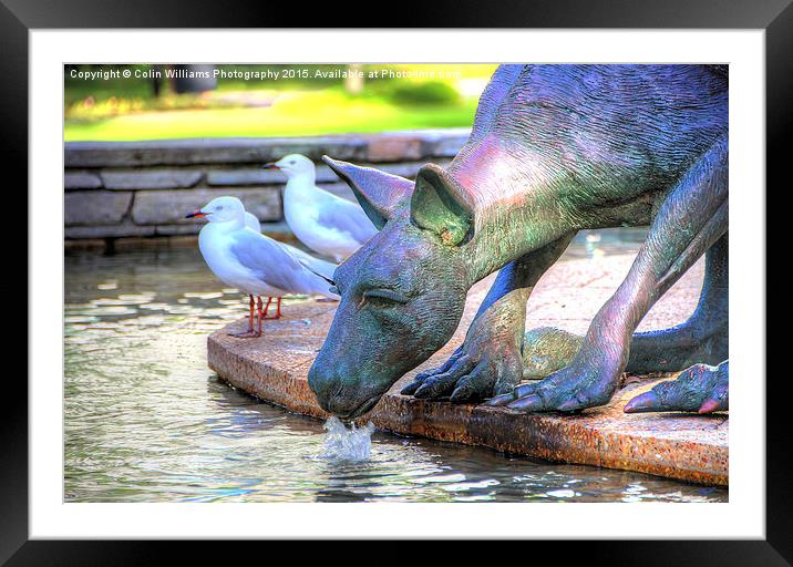  Kangaroos In The City 2 - Perth WA  Framed Mounted Print by Colin Williams Photography