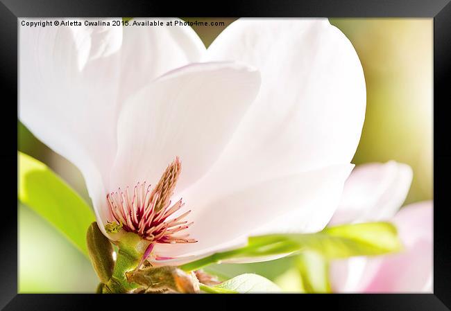 Magnolia sepal flowering macro Framed Print by Arletta Cwalina