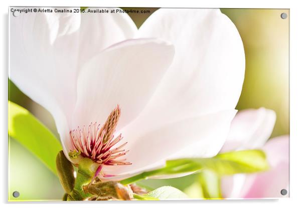 Magnolia sepal flowering macro Acrylic by Arletta Cwalina