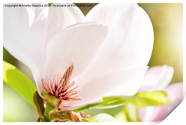 Magnolia sepal flowering macro Print by Arletta Cwalina