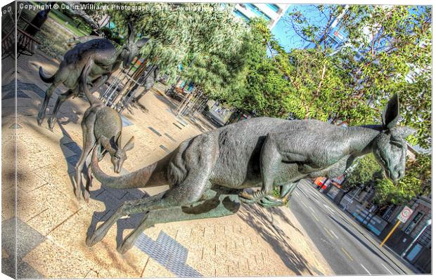  Kangaroos In The City 3 - Perth WA  Canvas Print by Colin Williams Photography