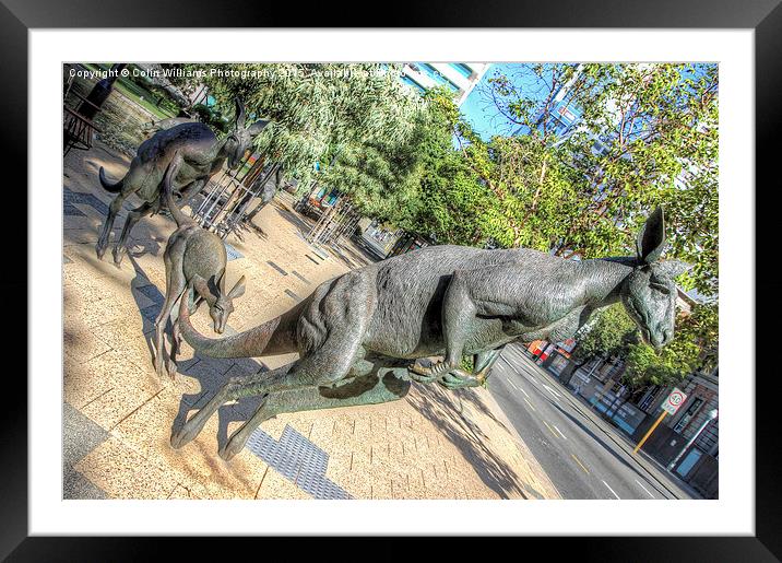  Kangaroos In The City 3 - Perth WA  Framed Mounted Print by Colin Williams Photography