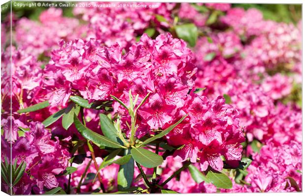 Rhododendron or Azalea blossoms bunch Canvas Print by Arletta Cwalina