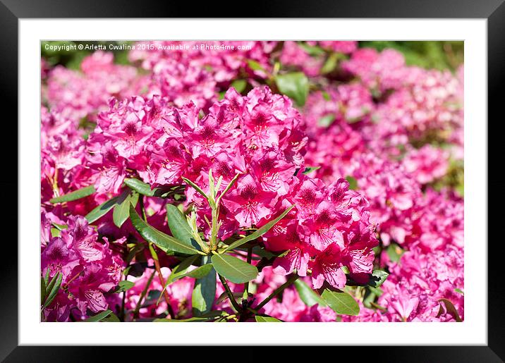 Rhododendron or Azalea blossoms bunch Framed Mounted Print by Arletta Cwalina