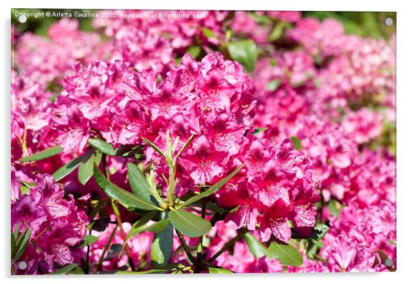 Rhododendron or Azalea blossoms bunch Acrylic by Arletta Cwalina