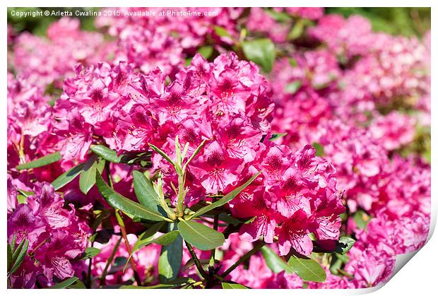 Rhododendron or Azalea blossoms bunch Print by Arletta Cwalina