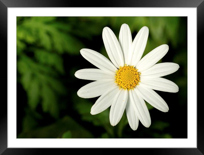  White Daisy Flower On Dark Background Framed Mounted Print by Tanya Hall