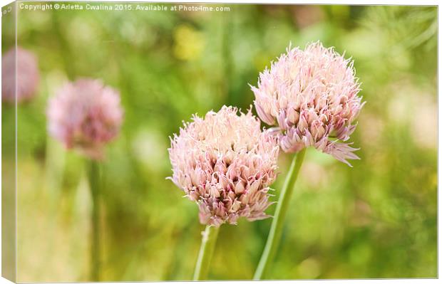 Pink chives flowering plant detail Canvas Print by Arletta Cwalina