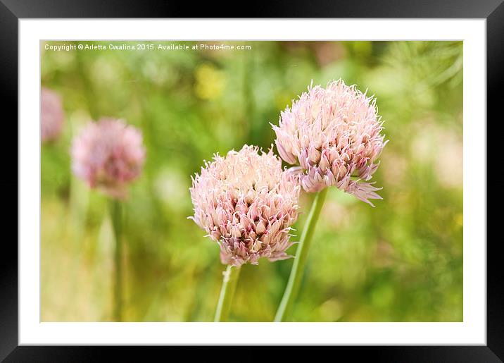 Pink chives flowering plant detail Framed Mounted Print by Arletta Cwalina