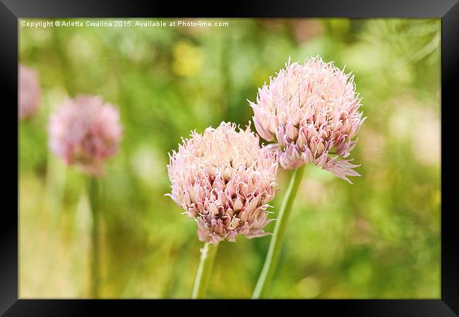 Pink chives flowering plant detail Framed Print by Arletta Cwalina
