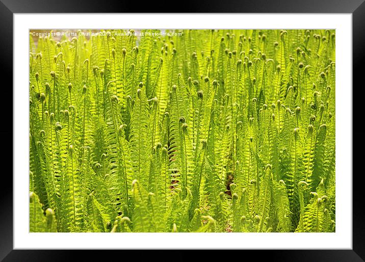 Fern foliage meadow abstract Framed Mounted Print by Arletta Cwalina