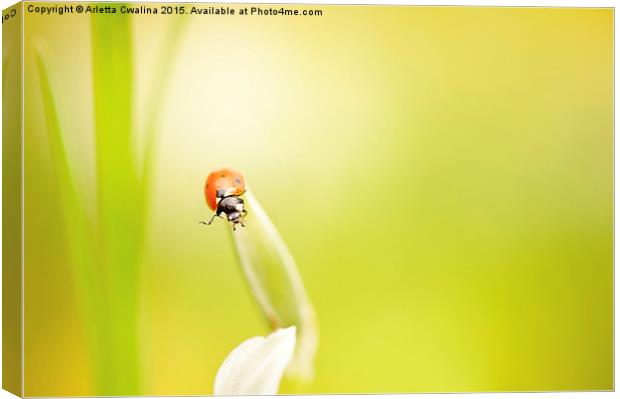 Ladybug red beauty on grass Canvas Print by Arletta Cwalina