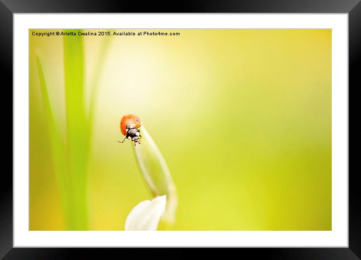 Ladybug red beauty on grass Framed Mounted Print by Arletta Cwalina