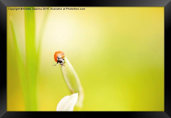 Ladybug red beauty on grass Framed Print by Arletta Cwalina