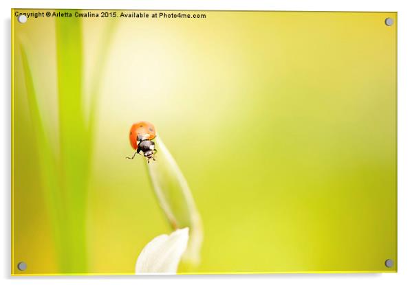Ladybug red beauty on grass Acrylic by Arletta Cwalina