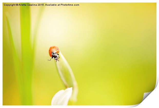 Ladybug red beauty on grass Print by Arletta Cwalina