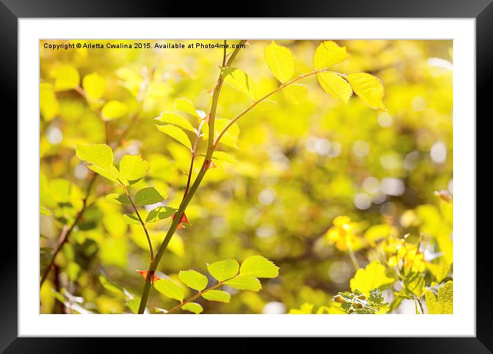 Wild rose foliage and prickles Framed Mounted Print by Arletta Cwalina