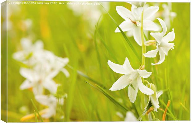 Ornithogalum nutans pretty bloom Canvas Print by Arletta Cwalina