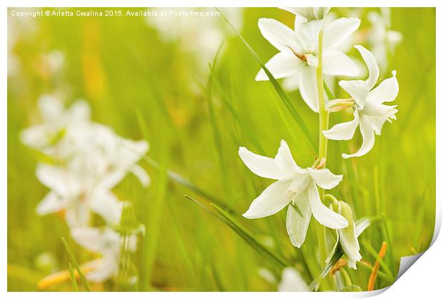 Ornithogalum nutans pretty bloom Print by Arletta Cwalina