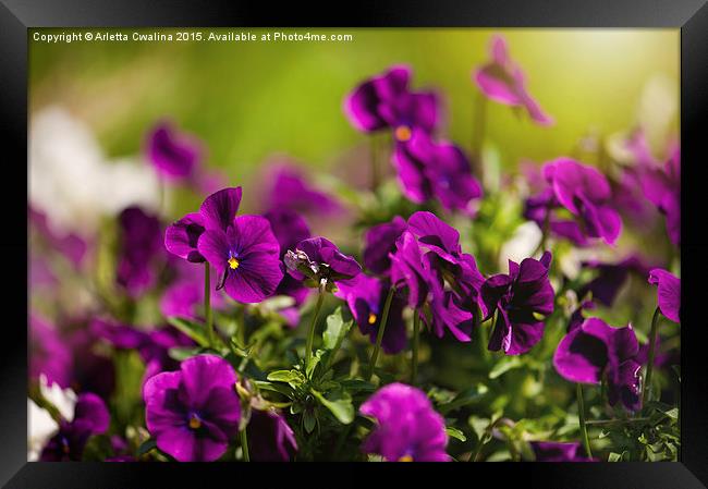 Purple pansies flowering bunch Framed Print by Arletta Cwalina